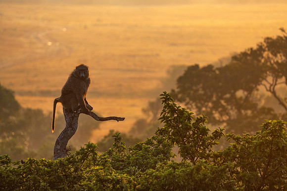 Olive Baboon, Masai Mara, Kenya